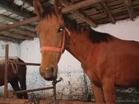 Cavalo, Manipuri pony — foto 2