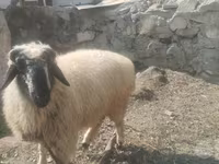 Խոյ, Blackheaded Persian sheep — լուսանկար 1
