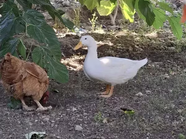 Ducks — 亚美尼亚