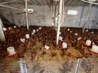Chickens — foto 2