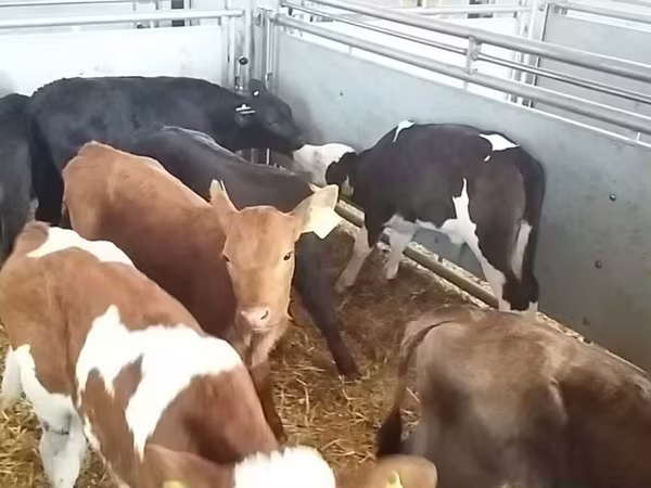 Ցուլ, Simmental cattle