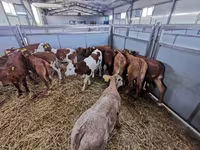 Կով, Simmental cattle — լուսանկար 2