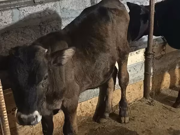 Bull, Aberdeen-Angus — Armenia