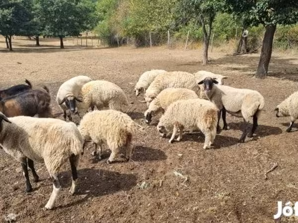 نعجة, Tsigai sheep