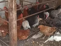 Chickens — Foto 3