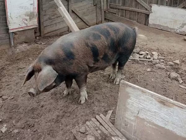 Eber, Schweine