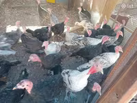 Turkeys — photo 3