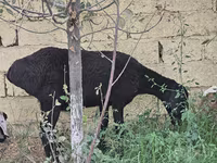 Ոչխար, Ոչխարներ — լուսանկար 2