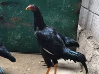 शामो चिकन्स — फ़ोटो 3