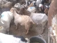 山羊（批次，未指定性别）, Goats — 照片 3