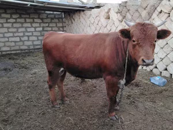 公牛, Cattle