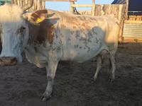 Cow, Auliekol breed — photo 3