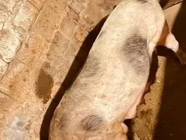 Sow, Pigs — Armenia