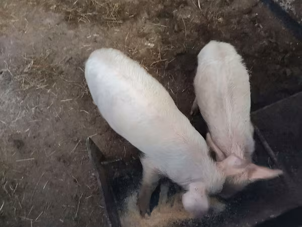 Säue, Schweine