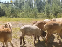 Խոյ, Afghan Arabi sheep — լուսանկար 6