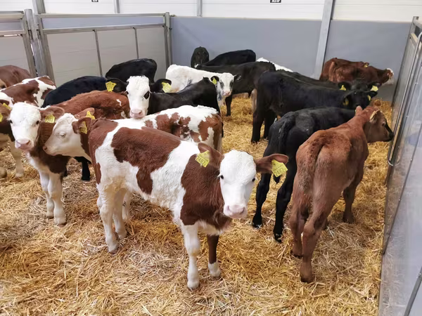 ԽՍԿ (խումբ, սեռը նշված չէ), Simmental cattle
