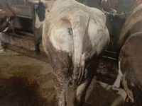 Vaca, Simmental cattle — foto 2