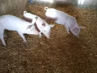 Sow, Pigs — photo 5