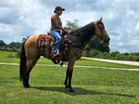 Stute, Missouri foxtrotter — Foto 7