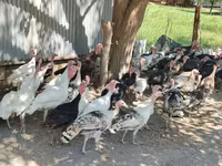 Turkeys — 6-сурет
