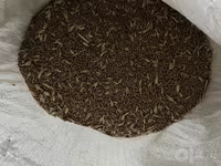 Bug’doy sotiladi — foto 4