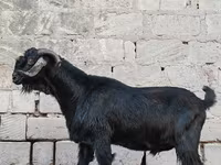 Արու այծ, Anatolian Black goats — լուսանկար 2