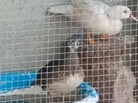 Ducks — 2-сурет