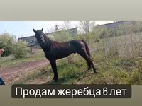 Horse (M), Altai horse — photo 7
