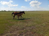 Stute, Kinsky horse — Foto 4