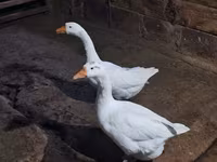 Geese — photo 2