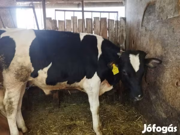Bull, Holstein breed