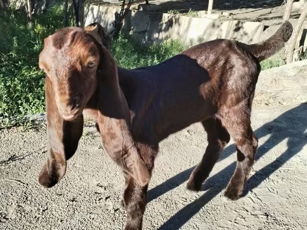 Էգ այծ, Kamori goats