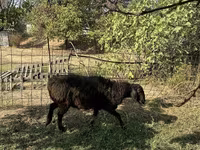 Ոչխար, Ոչխարներ — լուսանկար 2