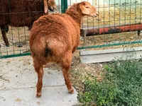 Sheep, Hissar sheep — photo 3