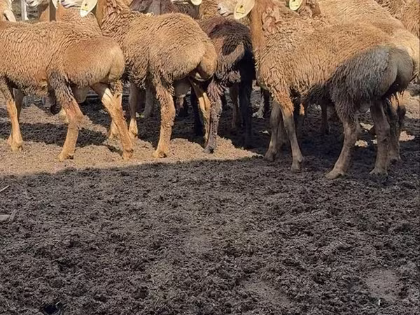Խոյ, Arashan sheep