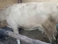 Cow, Latvian Blue cattle — photo 3