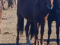 حصان, الخيول — الصورة 2