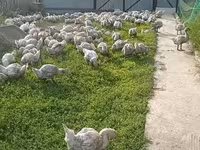 Geese — Foto 5