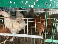 Chickens — 4-сурет