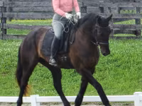 公马, Percheron — 照片 7