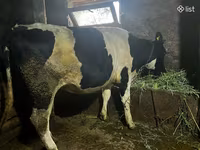 Kuh, Russian Black pied cattle — Foto 5