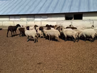 Қой, White Suffolk sheep — 2-сурет