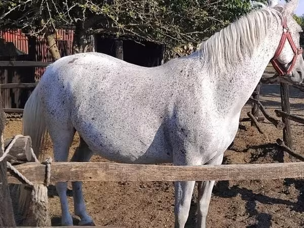 Էգ ձի, Lipizzaner