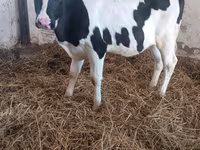 Կով, Russian Black pied cattle — լուսանկար 2