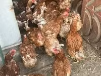 Chickens — Foto 1