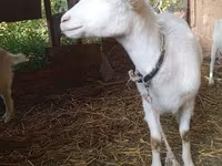 母山羊, Saanen goat — 照片 2