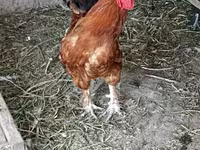 Chickens — الصورة 1