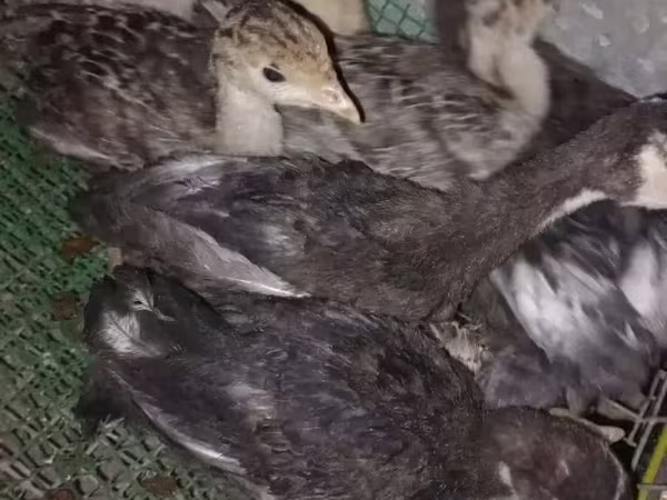 Turkeys — Armenia