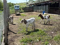 Toro, Ganado vacuno — foto 2