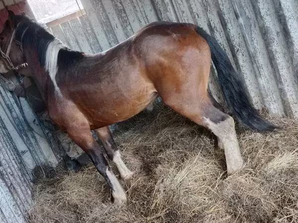 Horse (M), Altai horse